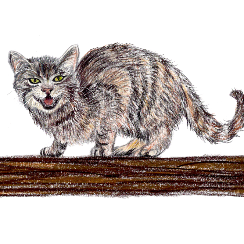The Cat’s Conundrum: Chesire Cat